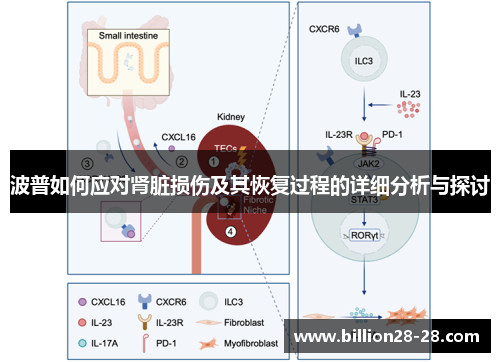波普如何应对肾脏损伤及其恢复过程的详细分析与探讨